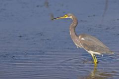 Tricolored Heron, Egretta tricolor