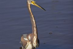 Tricolored Heron, Egretta tricolor