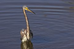 Tricolored Heron, Egretta tricolor