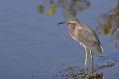 Tricolored Heron, Egretta tricolor