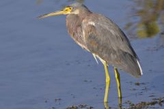 Tricolored Heron, Egretta tricolor