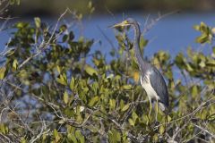 Tricolored Heron, Egretta tricolor