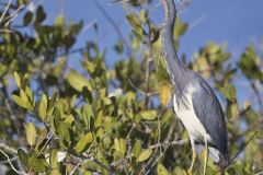 Tricolored Heron, Egretta tricolor