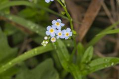 True Forget-me-not, Myosotis scorpioides