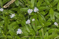 True Forget-me-not, Myosotis scorpioides