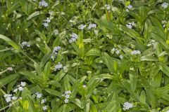 True Forget-me-not, Myosotis scorpioides