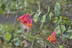 Trumpet Honeysuckle, Lonicera sempervirens