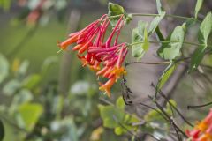 Trumpet Honeysuckle, Lonicera sempervirens