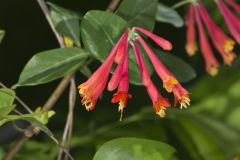 Trumpet Honeysuckle, Lonicera sempervirens