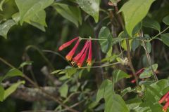 Trumpet Honeysuckle, Lonicera sempervirens