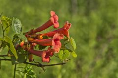 Trumpet Vine, Campsis radicans