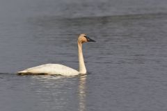 Trumpeter Swan, Cygnus buccinator