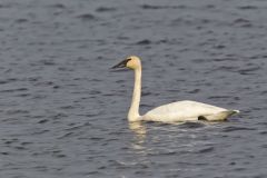 Trumpeter Swan, Cygnus buccinator