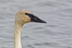 Trumpeter Swan, Cygnus buccinator