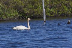 Trumpeter Swan, Cygnus buccinator