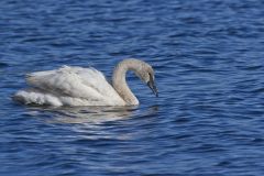 Trumpeter Swan, Cygnus buccinator