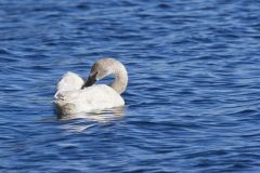 Trumpeter Swan, Cygnus buccinator