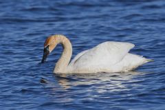 Trumpeter Swan, Cygnus buccinator