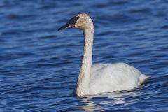 Trumpeter Swan, Cygnus buccinator