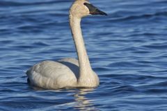 Trumpeter Swan, Cygnus buccinator
