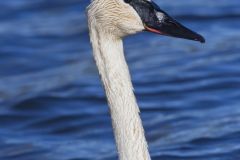 Trumpeter Swan, Cygnus buccinator