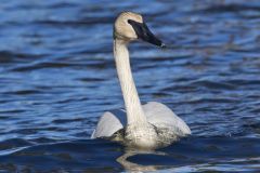 Trumpeter Swan, Cygnus buccinator