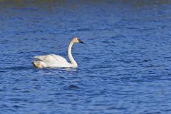 Trumpeter Swan, Cygnus buccinator