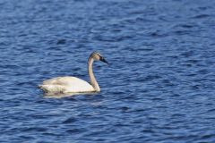 Trumpeter Swan, Cygnus buccinator