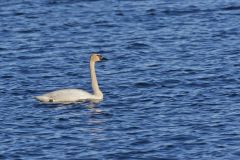 Trumpeter Swan, Cygnus buccinator