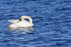 Trumpeter Swan, Cygnus buccinator