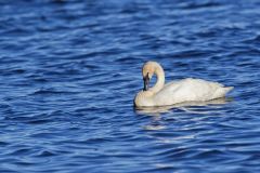 Trumpeter Swan, Cygnus buccinator