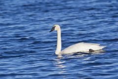 Trumpeter Swan, Cygnus buccinator