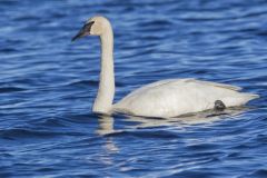 Trumpeter Swan, Cygnus buccinator