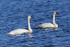 Trumpeter Swan, Cygnus buccinator