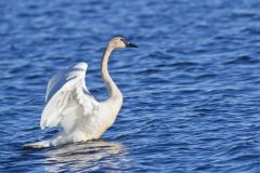 Trumpeter Swan, Cygnus buccinator