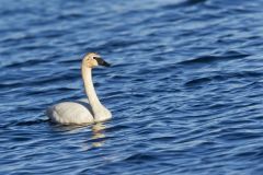 Trumpeter Swan, Cygnus buccinator