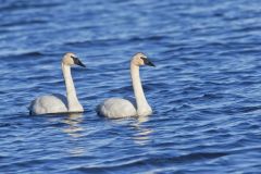 Trumpeter Swan, Cygnus buccinator