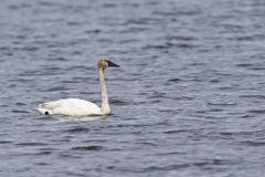 Trumpeter Swan, Cygnus buccinator