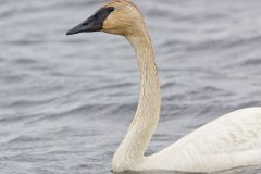 Trumpeter Swan, Cygnus buccinator