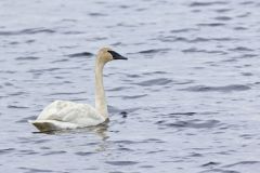 Trumpeter Swan, Cygnus buccinator