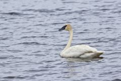 Trumpeter Swan, Cygnus buccinator