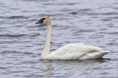 Trumpeter Swan, Cygnus buccinator