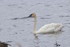 Trumpeter Swan, Cygnus buccinator