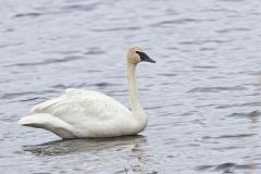 Trumpeter Swan, Cygnus buccinator