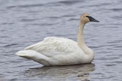 Trumpeter Swan, Cygnus buccinator