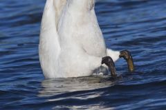 Trumpeter Swan, Cygnus buccinator