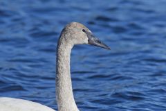 Trumpeter Swan, Cygnus buccinator