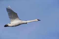 Trumpeter Swan, Cygnus buccinator