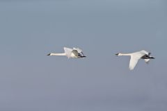 Trumpeter Swan, Cygnus buccinator