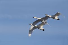 Trumpeter Swan, Cygnus buccinator